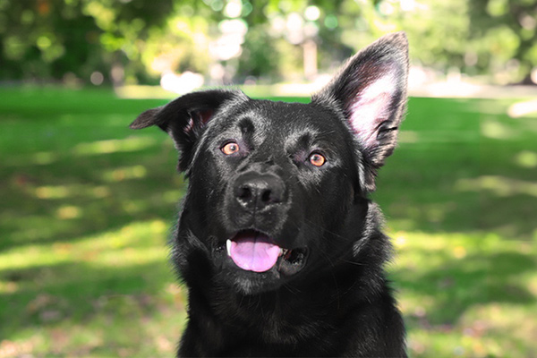 Bürohund Aachen